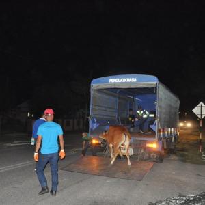 Operasi Penangkapan Haiwan Liar ( Lembu) di Kampung Baru Kuala Abang