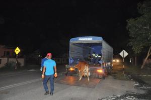 Operasi Penangkapan Haiwan Liar ( Lembu) di Kampung Baru Kuala Abang